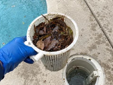 Skimmer basket full of leaves, before cleaning